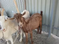 公山羊, Goats — 照片 1