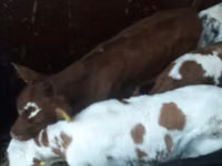 Toro, Simmental cattle — foto 5
