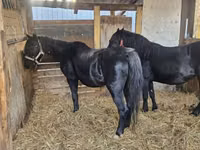 母马, Horses — 照片 1