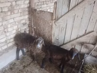 绵羊（批次，未指定性别）, Sheep — 照片 2