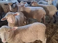 Ido, Sheep — sawirka 4