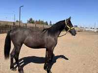 فرس, Friesian — الصورة 3