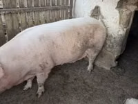 Sow — photo 3
