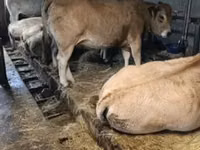 Vaca, Aubrac cattle — foto 1