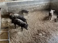 Boar — photo 1