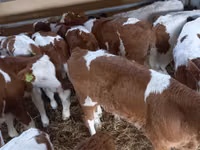 Ng'ombe dume, Simmental cattle — picha 8
