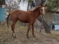 Yegua, Caballos — foto 1