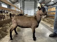 Mbuzi dume, Alpine goat — picha 2