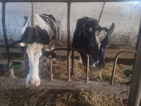 गाय, Russian Black pied cattle — फ़ोटो 3