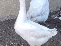 Geese — sawirka 1