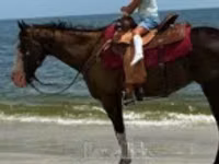 فرس, American paint horse — الصورة 7