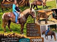 Faras, Rocky Mountain Horse — sawirka 1