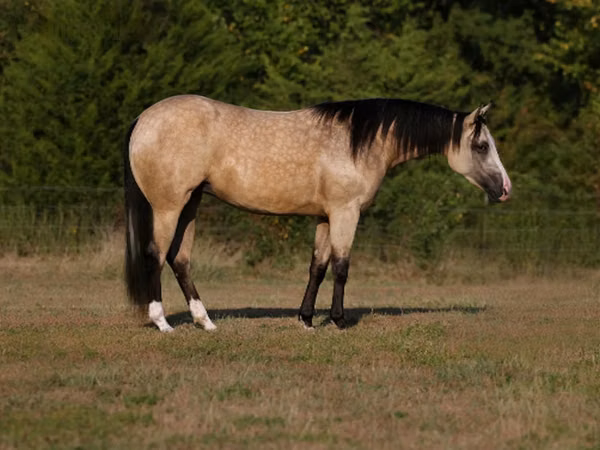 Mare, Quarter Horse
