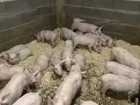 Boar — photo 2