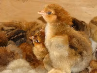 Chickens — 照片 3