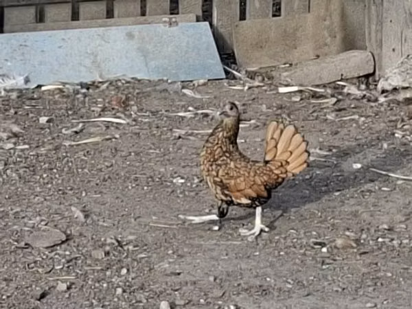 塞布赖特