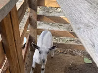 母山羊, Fergana goat — 照片 6