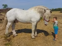 Faras, Percheron — sawirka 1