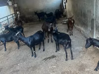 Goat, Murcia-Granada goats — photo 1