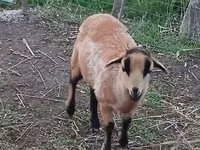 نعجة, Cameroon sheep — الصورة 3
