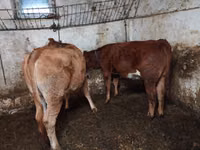 Ng'ombe (kikundi, jinsia haijatajwa), Simmental cattle — picha 1