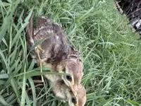 Guinea fowl — الصورة 2