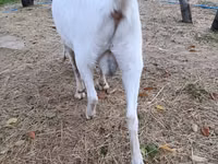 Goat, Beetal goats — photo 3