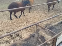 Sheep (batch, sex not specified), Karabakh sheep — photo 1