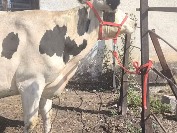 Cow, Russian Black pied cattle