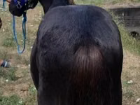 公马, Dutch warmblood horse — 照片 3