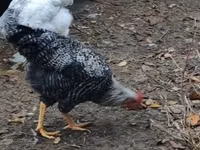 Chickens — 照片 4