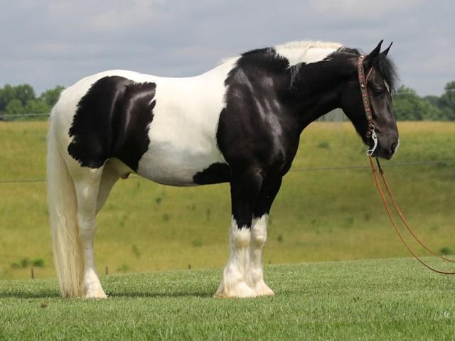 Американский драмхорс