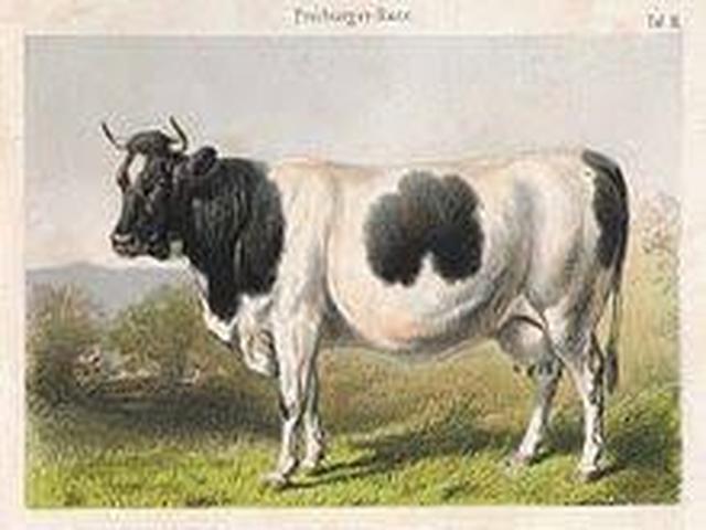 Фрейбургская корова (Вымершая)