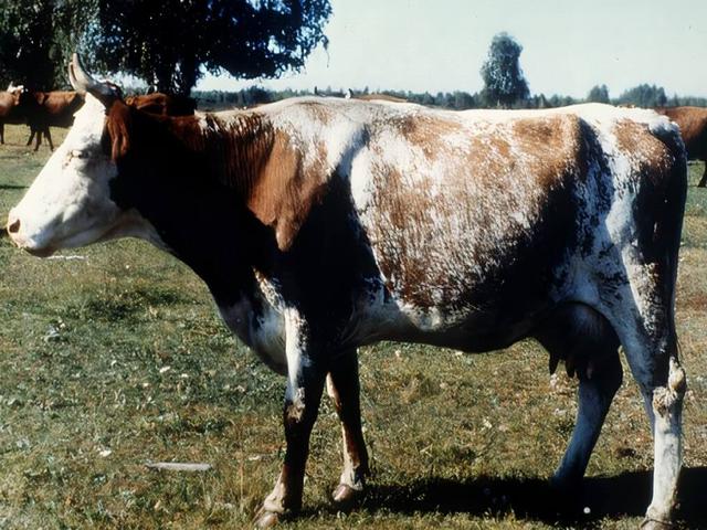 Курганская корова