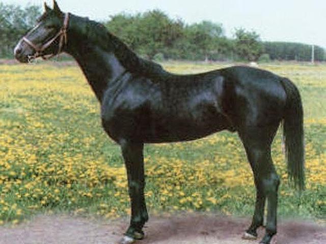 Мегрельская лошадь
