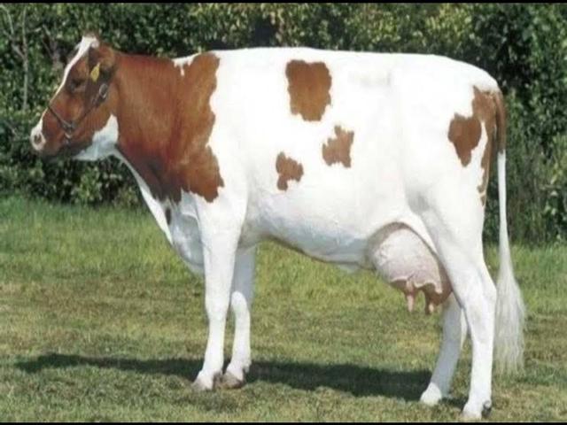 Маас-Рейн-Иссель
