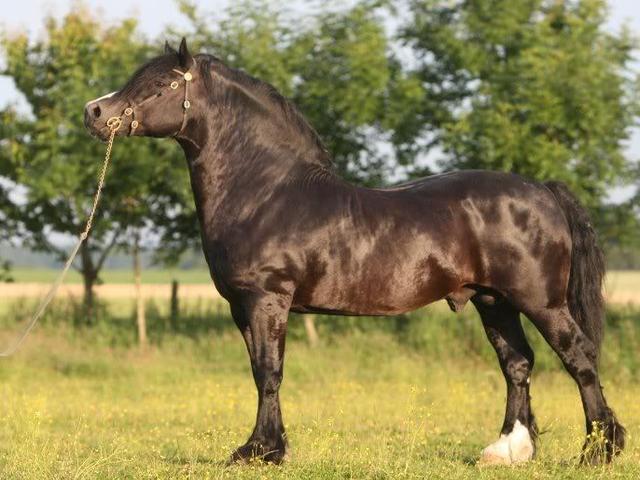 Норманский коб