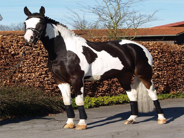 Лошади пинто