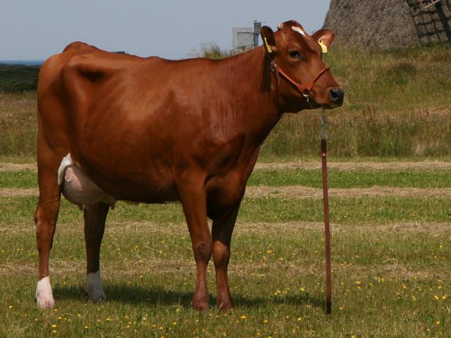 Датская красная корова