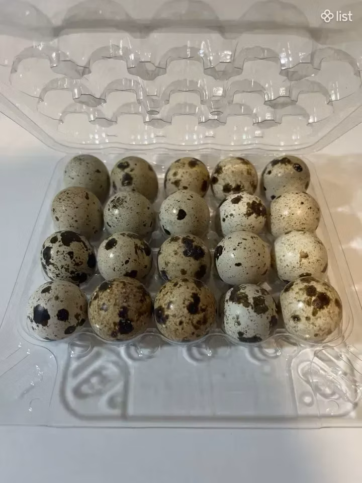 法老