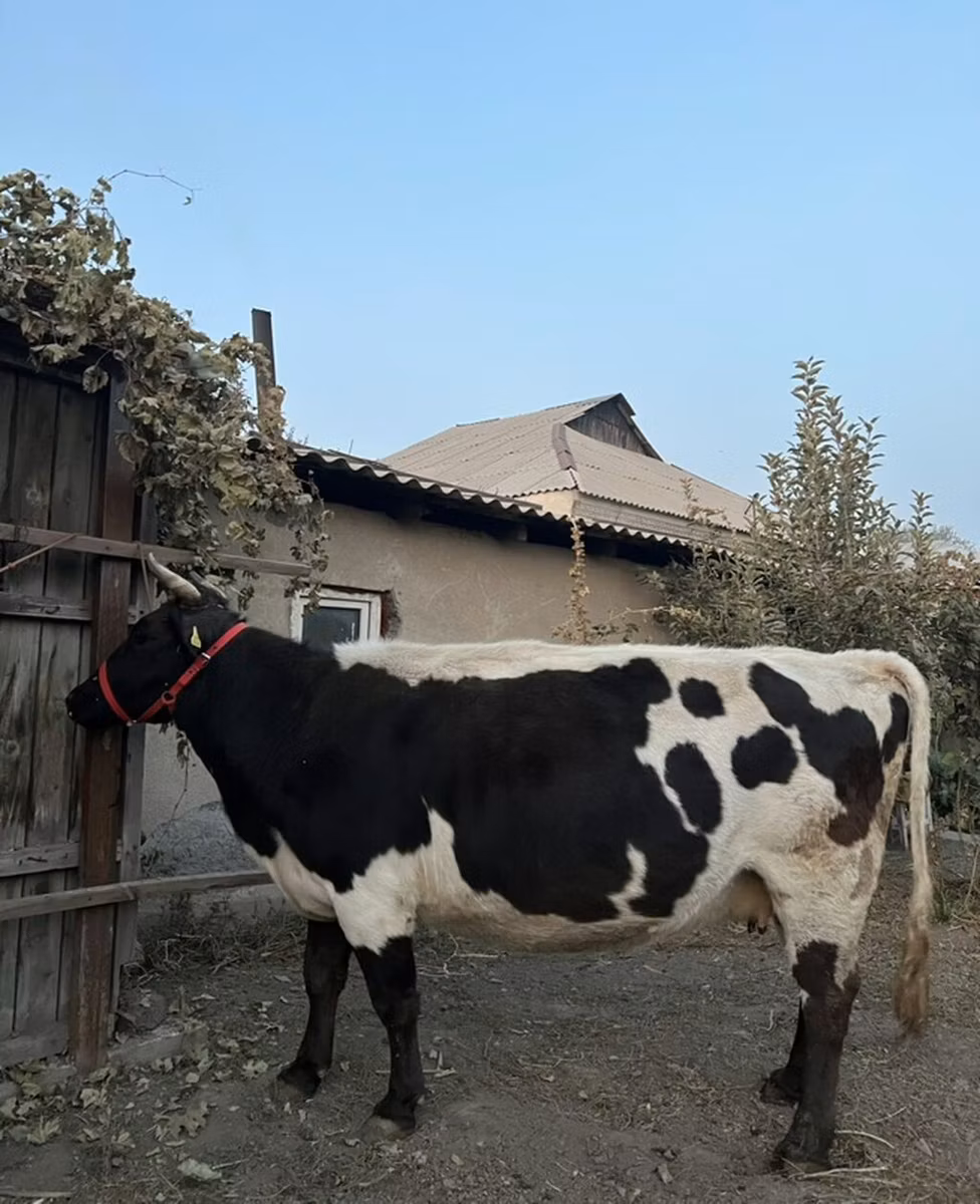 براون ماونتين