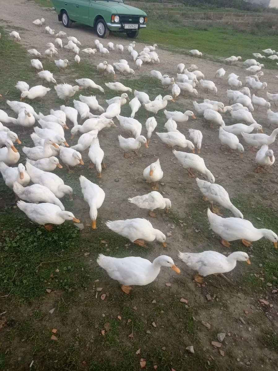 德国北京鸡
