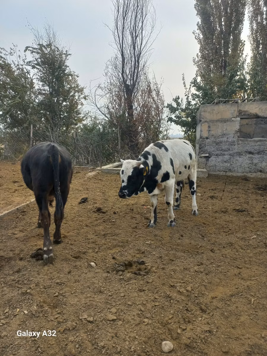 Russian Black pied cattle