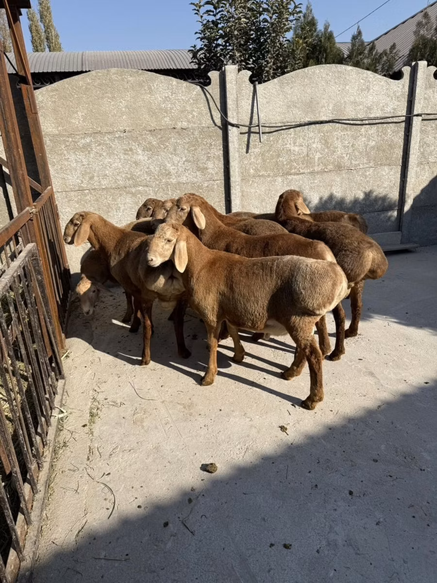 Karakul sheep