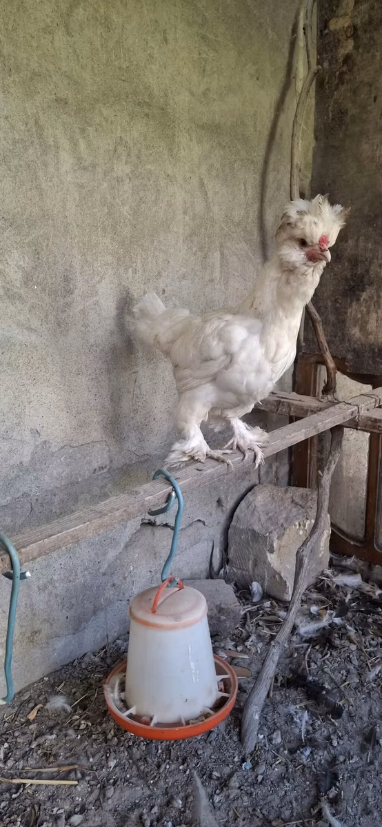 苏丹