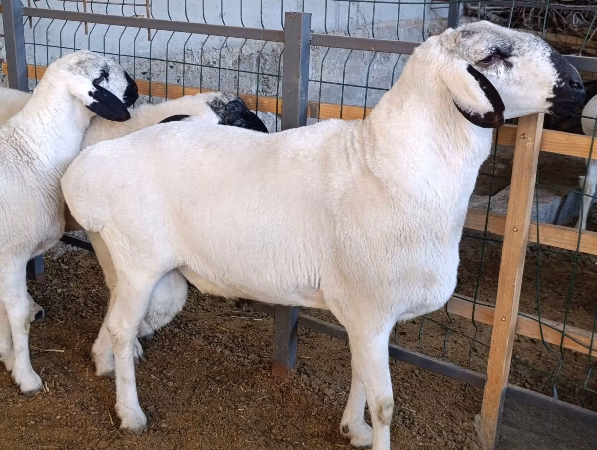 Rhon sheep