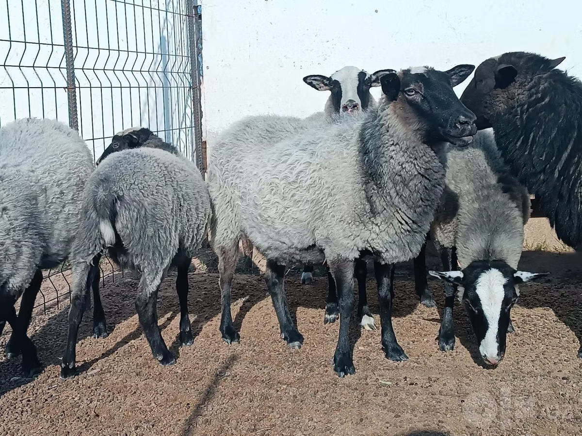 Romanov sheep