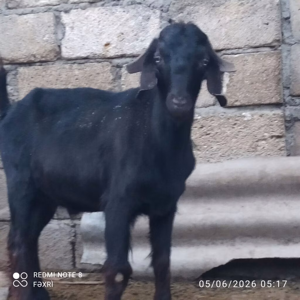 Анатолийская чёрная коза