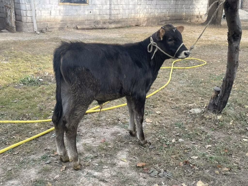 Swiss cattle