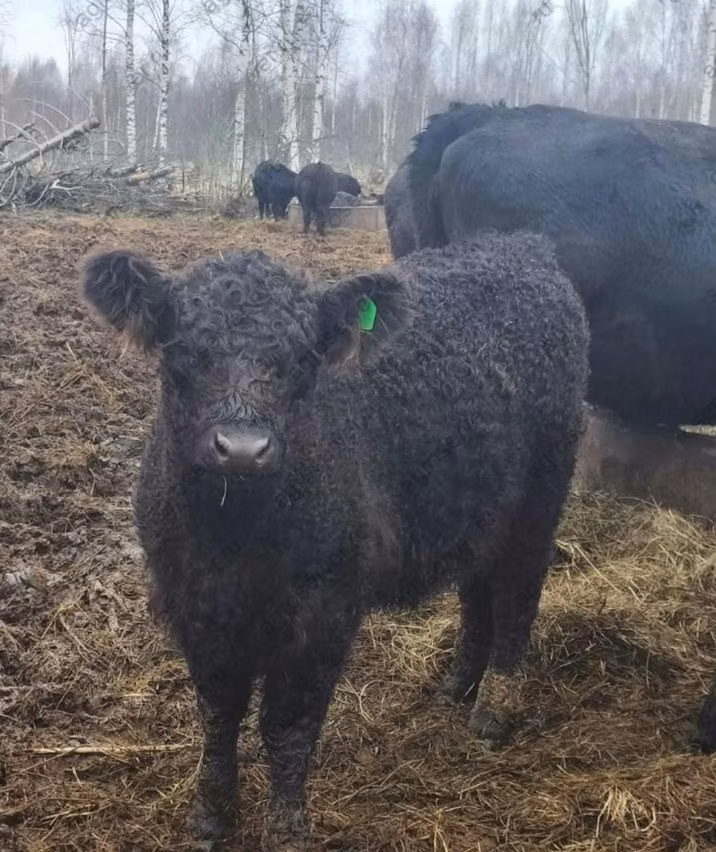 Galloway cow
